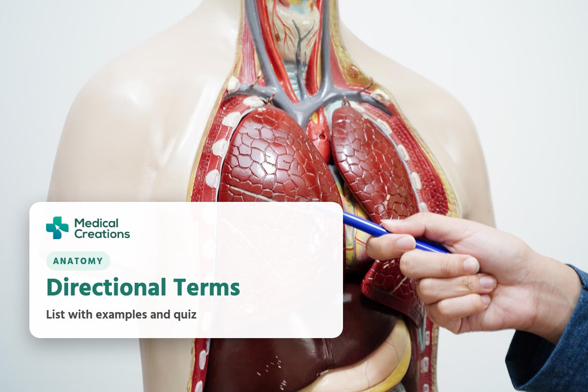 A pen pointing at an anatomical model of the human torso, with the title Directional Terms: list with examples and quiz.